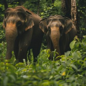 SrilankaElephnat