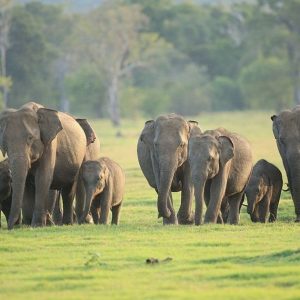 udawalawe-national-park-