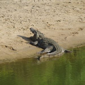 udawalawe-national-park-4-hours-private-safari-tour